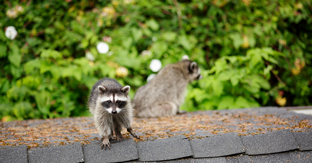 Spring Roof Maintenance Tips